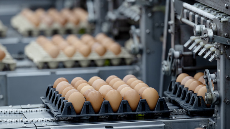 Racks of eggs being sorted by large industrial machinery