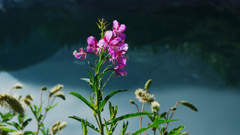 Fireweed plant in the wild