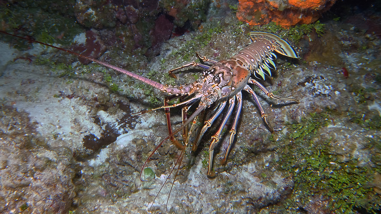 spiny lobster in the Sea