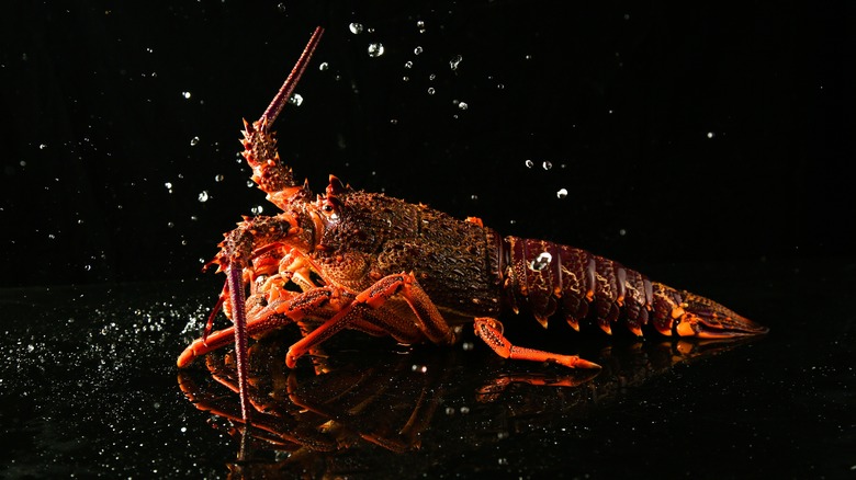 spiny (warm water) lobster