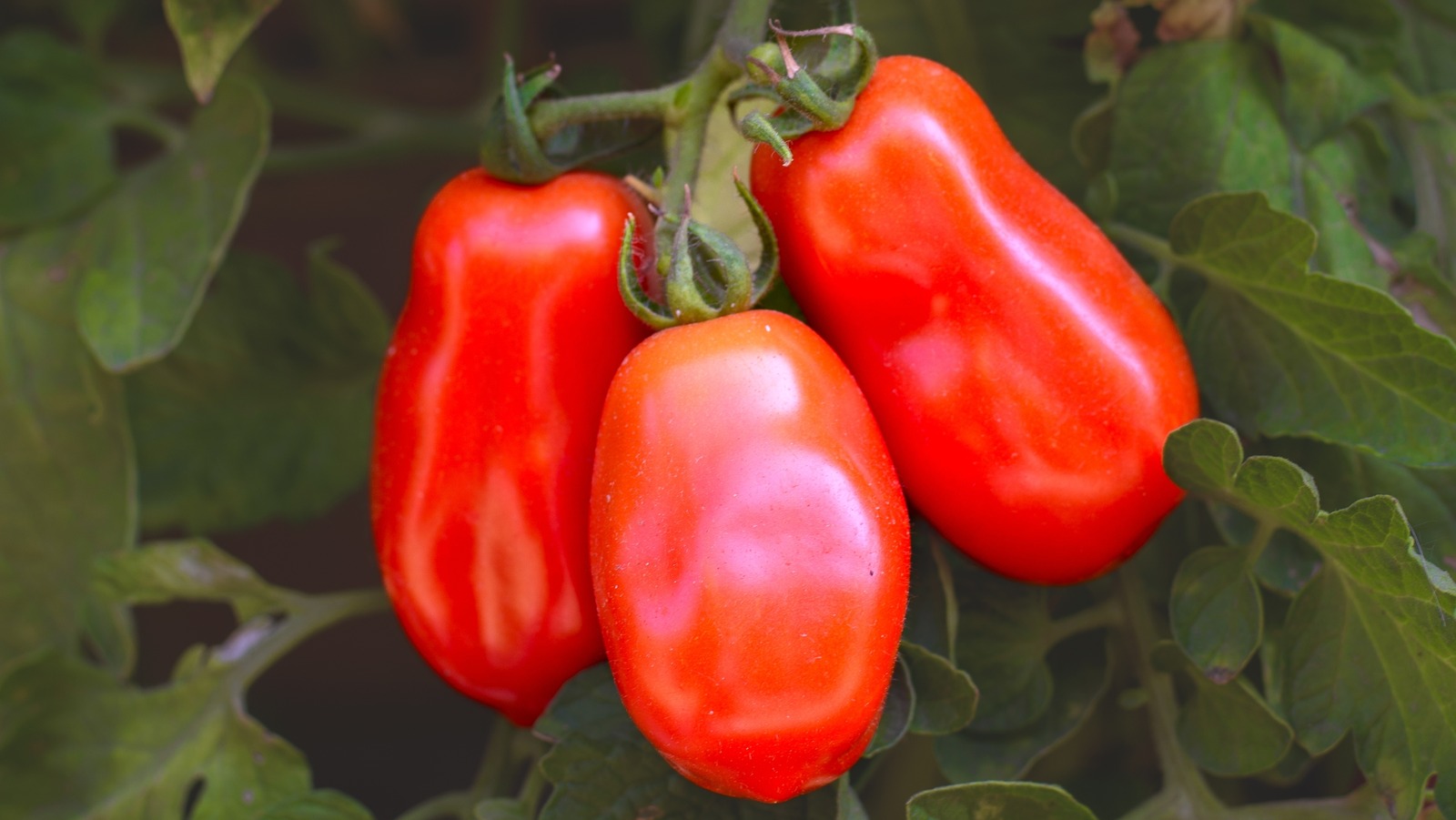 The Volcanic Tomatoes That Are Revered For Authentic Neapolitan Pizza