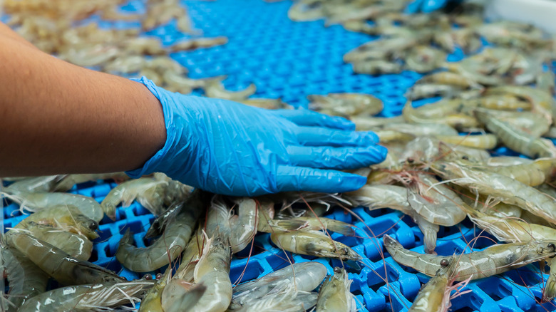 Workers wearing blue gloves while inspecting shrimp on a conveyor belt