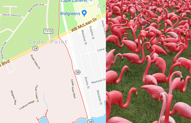 North Carolina: Plastic Flamingo Petting Zoo, Cedar Point