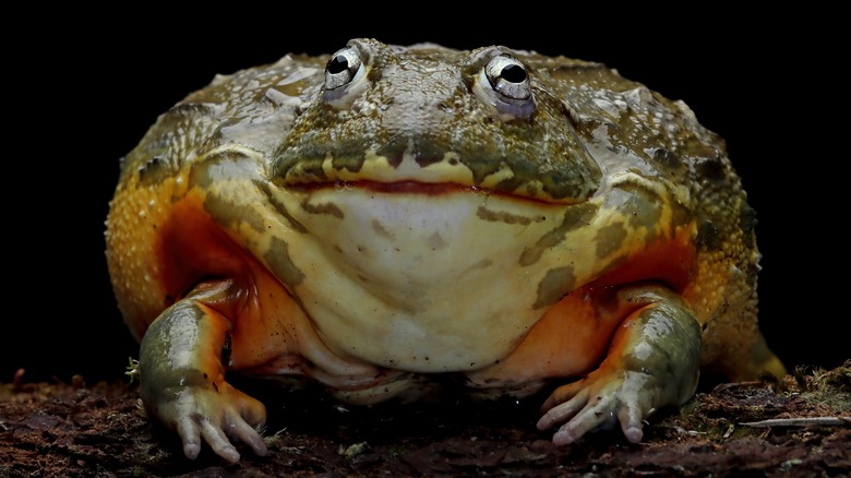 Closeup of a bullfrog