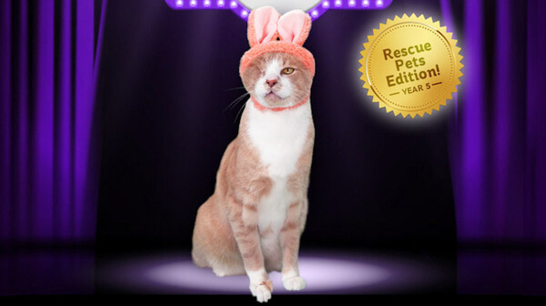 Crash the cat in bunny hat