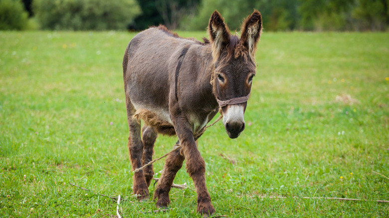 Donkey walking in a meadow