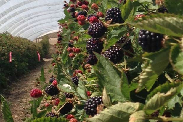 Blackberries at Fuentes Farms
