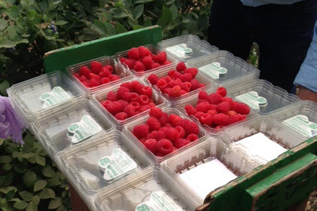 Raspberry Packaging