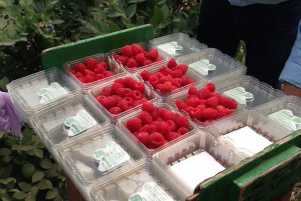 Raspberry Packaging