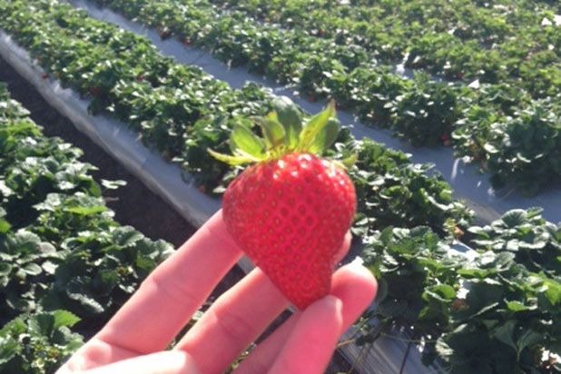Strawberry in Field