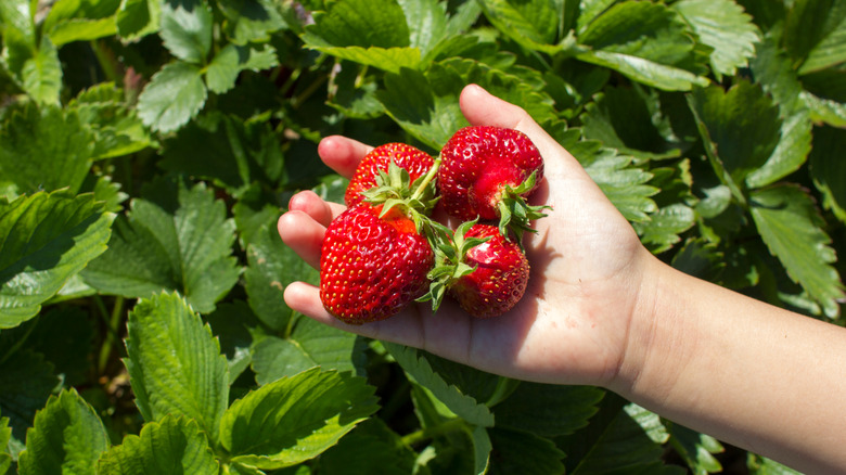 A hand holding fresh picked strawberries