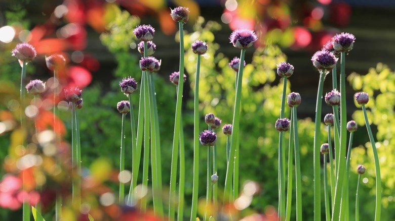 Rows of garlic in a garden 