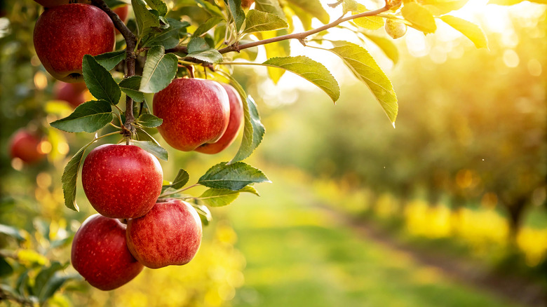 Close up of apple tree
