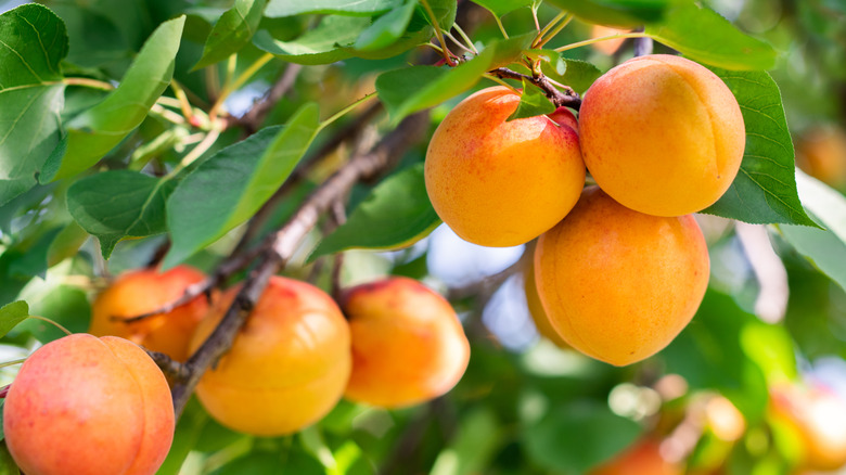 close up of apricot tree