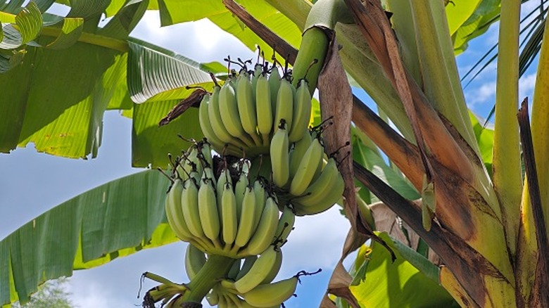 Banana plant in garden