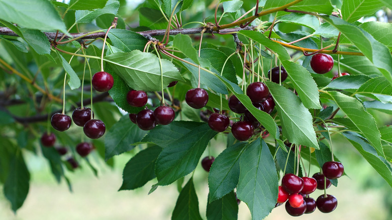 Cherry tree
