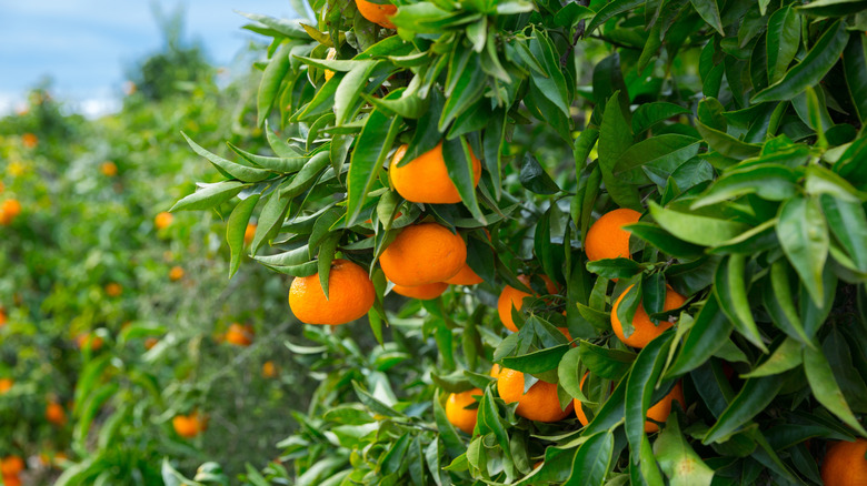 Close up of fruit tree