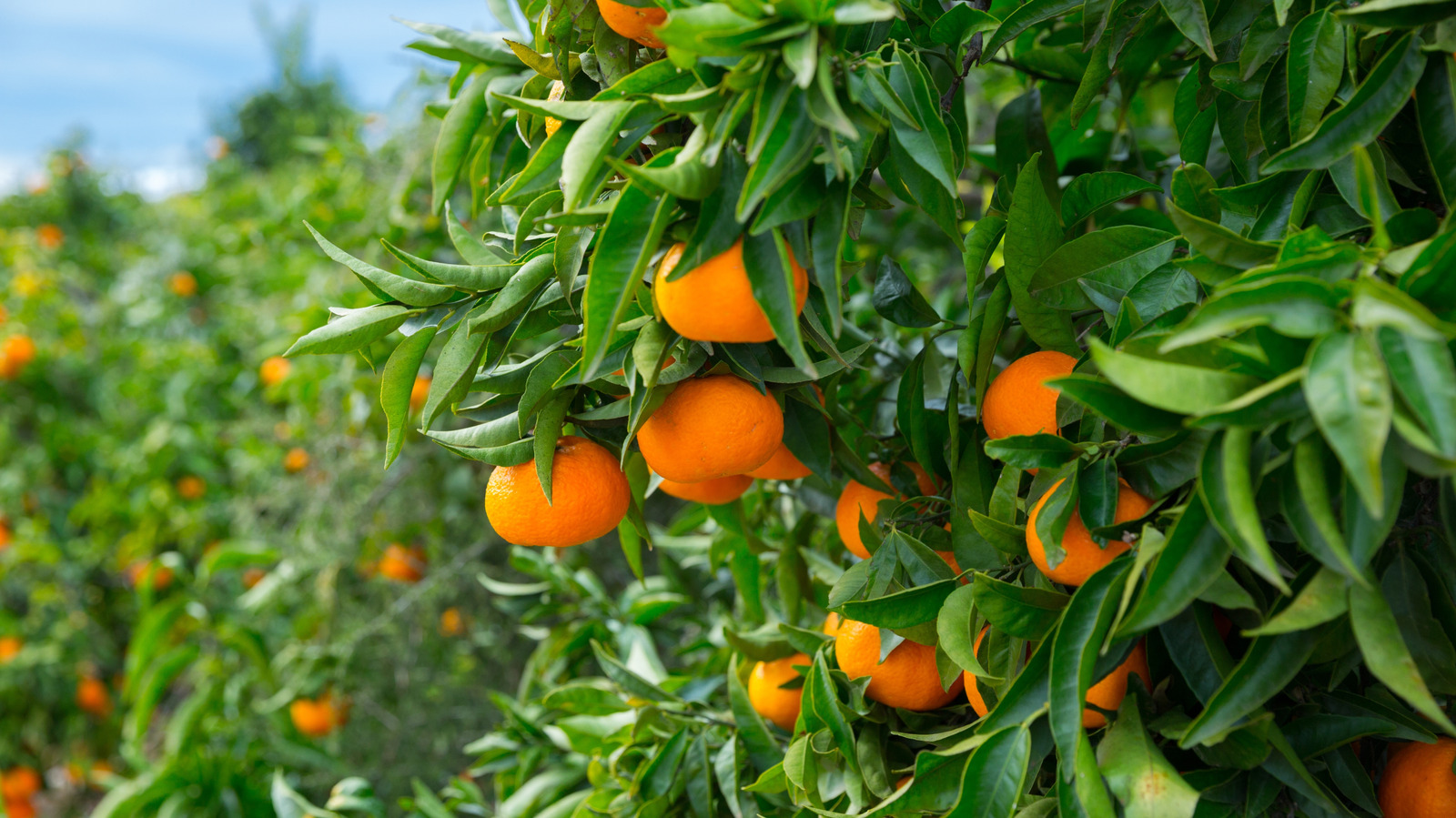 These 10 Home Depot Fruit Trees Will Bring New Life To Your Garden