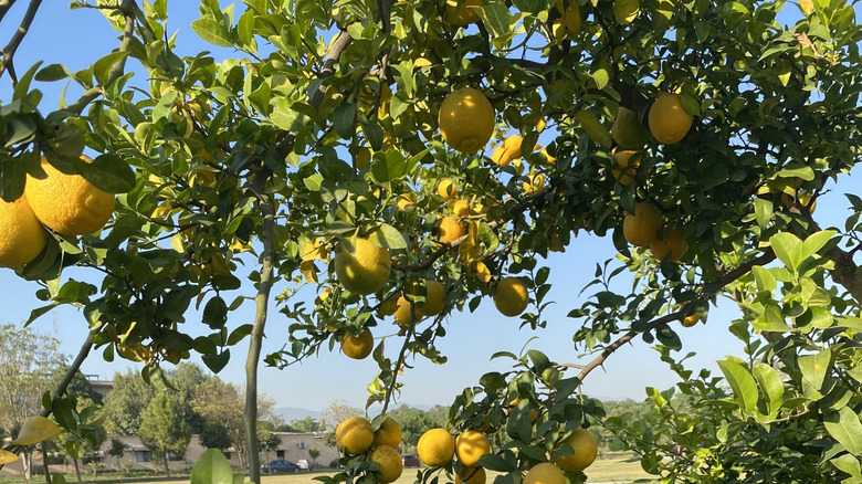 close up of lemon tree