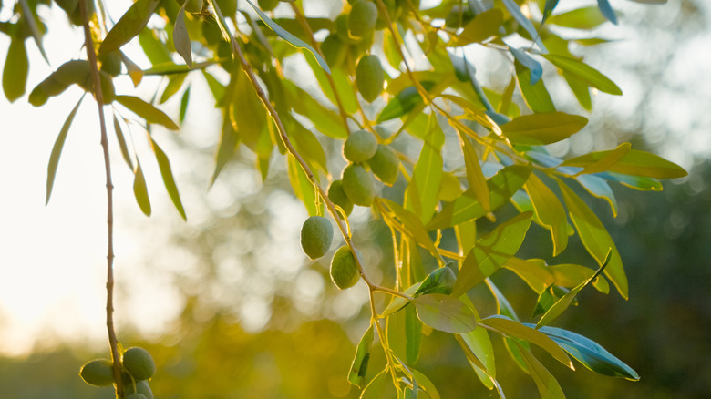 Group of small olive trees in pots
