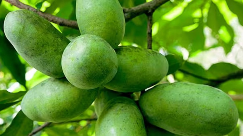 Close up of pawpaw tree