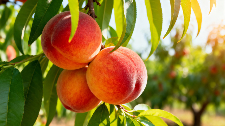 Close up of peach tree