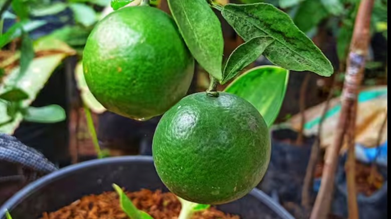 close up of persian lime tree in pot