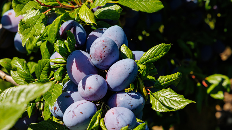 Close up of plum tree