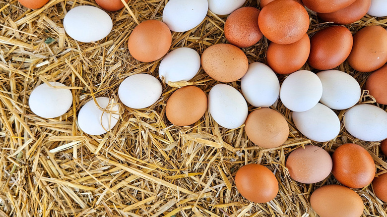 Multicolored eggs in hay