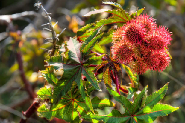 These 9 Wild Foods Can Kill You