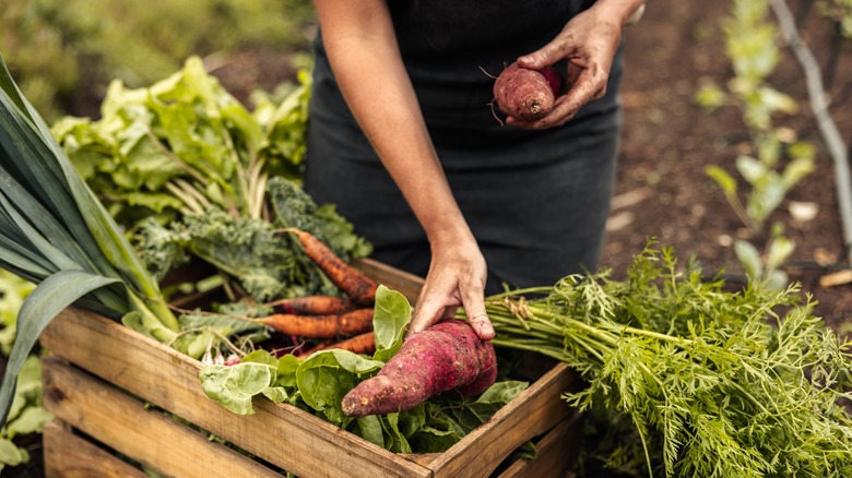 Selecting vegetables from box of produce