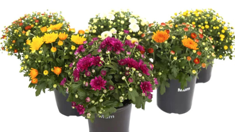 Fall mums of various colors in black planters