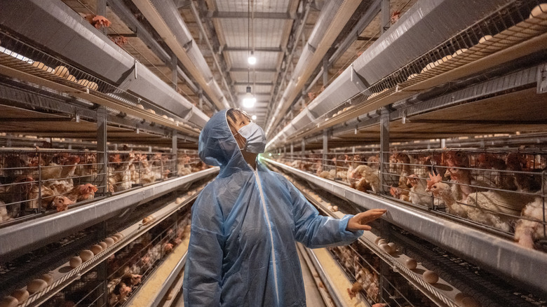 Female worker at a factory egg farm where the chickens are caged in a huge warehouse