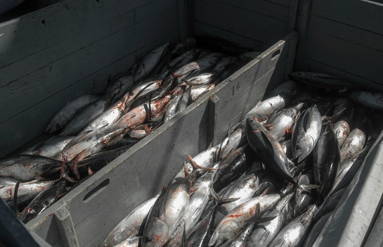 Wild Pacific Albacore