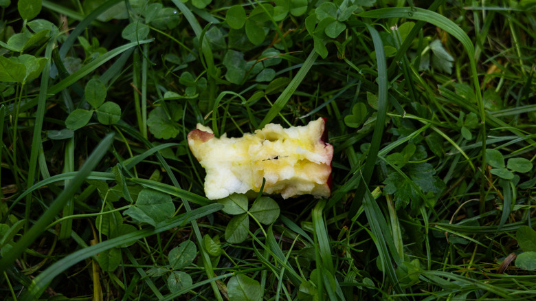 apple core on green grass