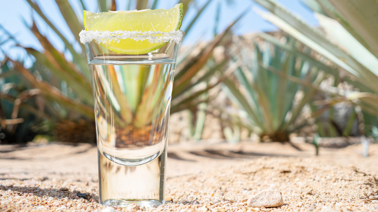 A tequila shot with salted rim and lime wedge with agave plants in the background