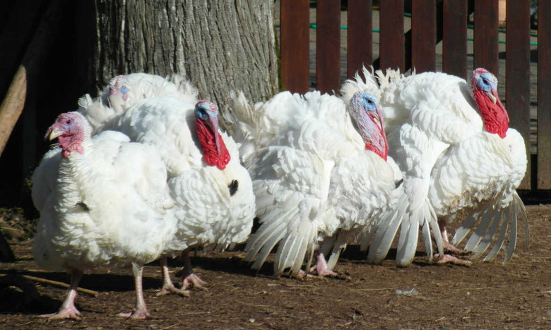 Thanksgiving is coming, the turkey's getting very fat. Please stop putting hormones in the turkey, STAT. 