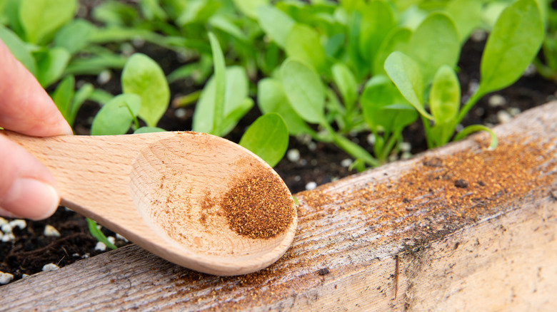 Cayenne pepper on a spoon on a garden perimeter