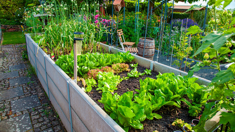 Plants in a backyard garden