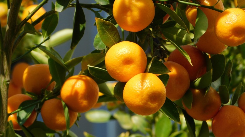 Kishu mandarins on the tree