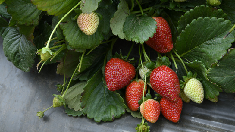 Strawberries ripening on the vine
