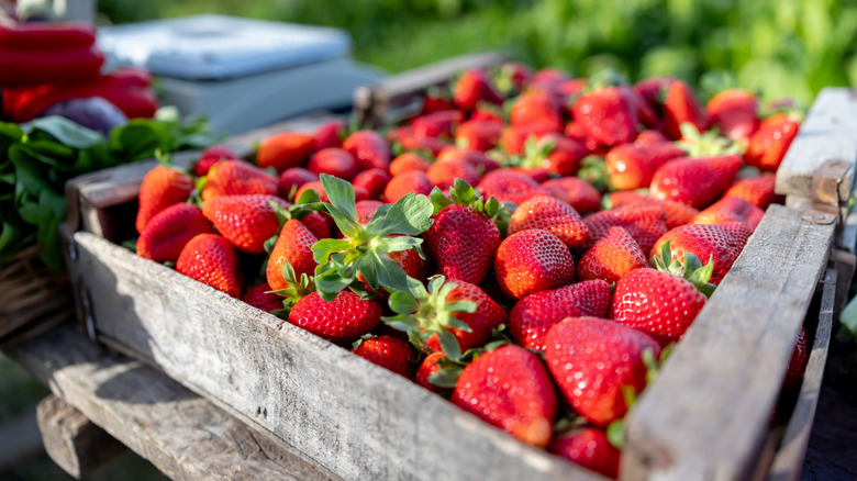 Crate of fresh strawberries