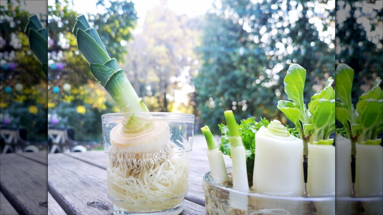 Green onion bulbs in glass