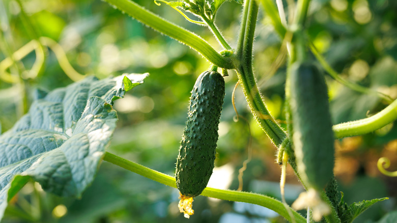 Cucumbers hanging off of a plant