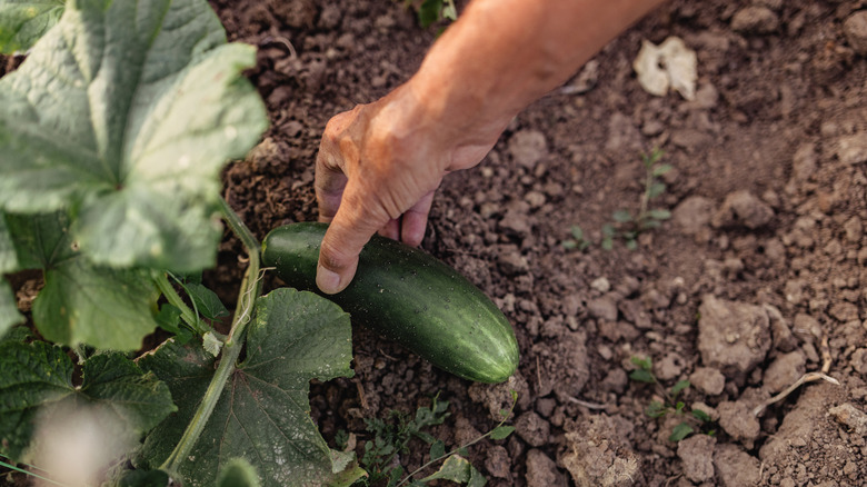 Fresh cucumber being picked