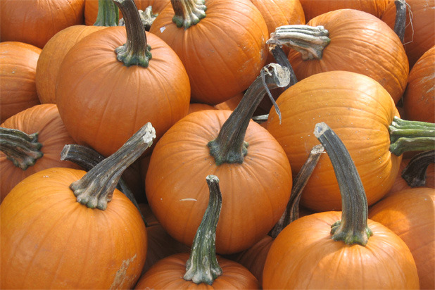 Plump Pumpkins