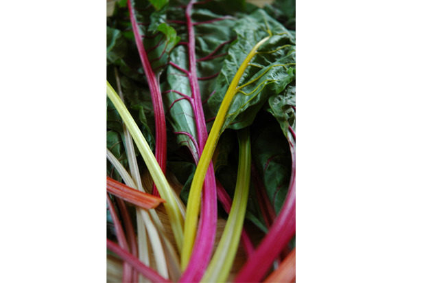 Colorful Rainbow Chard