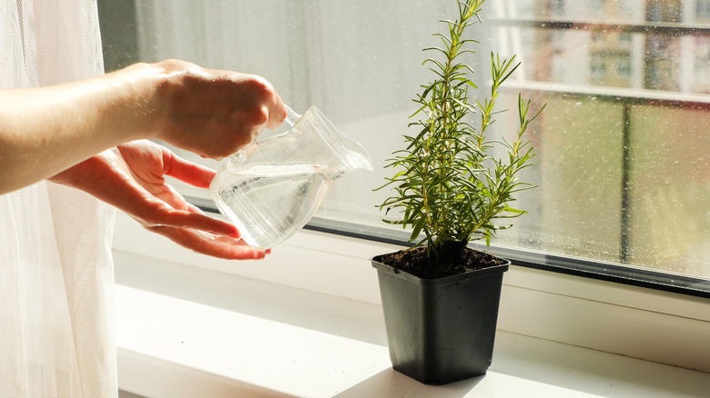 Hand watering a potted rosemary plant