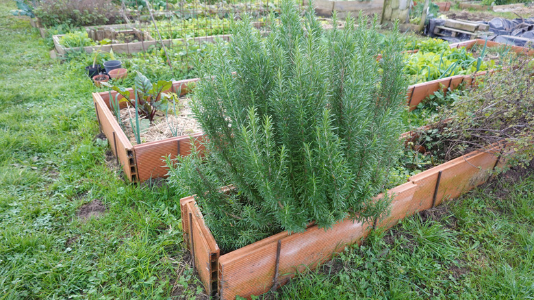 Rosemary growing in boxes in a garden