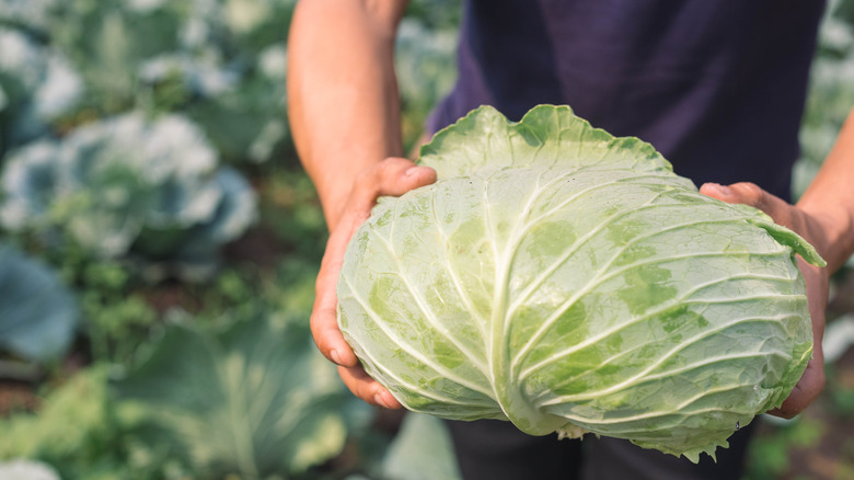 Farmer holding fresh cabbage